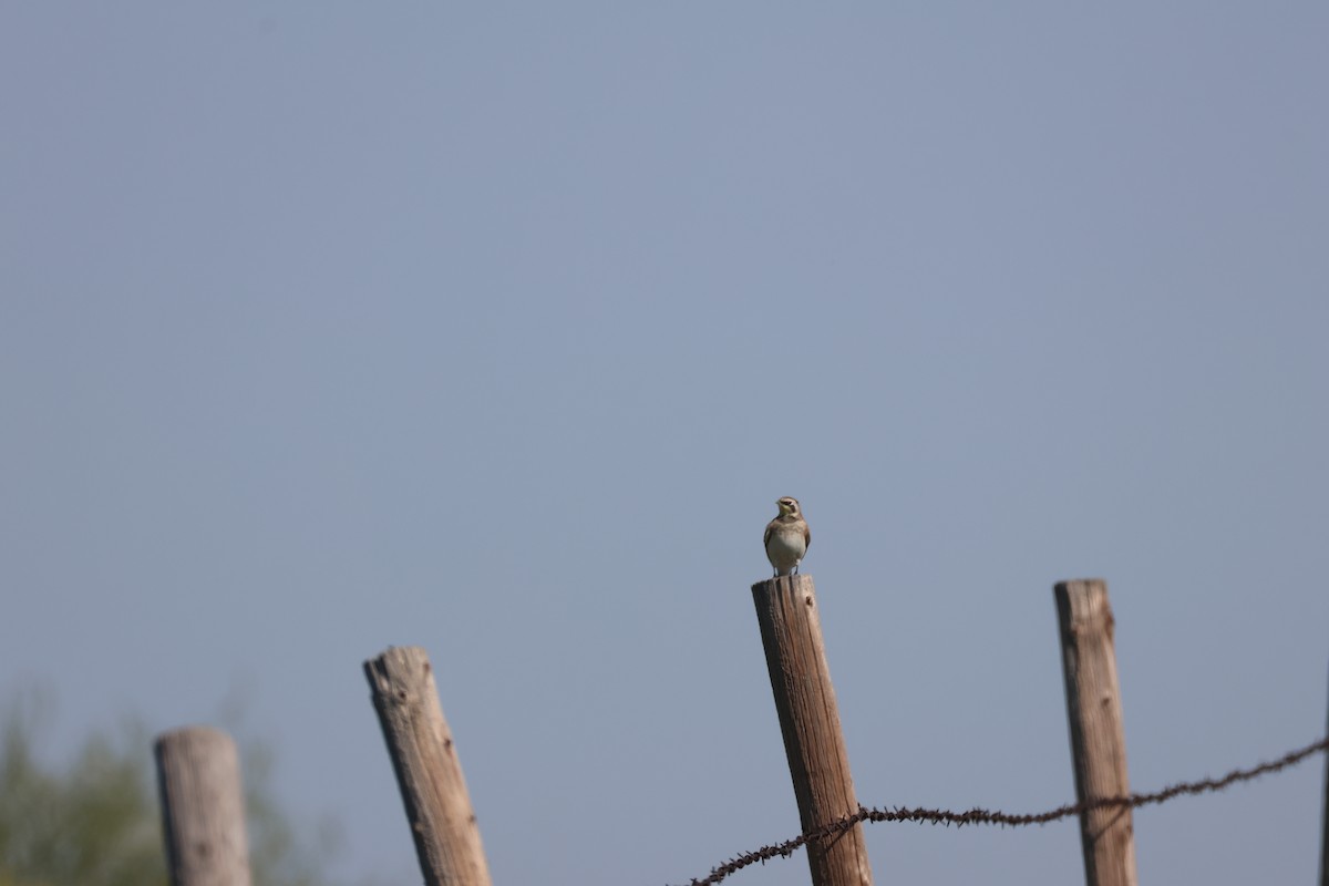 Horned Lark - ML641216738