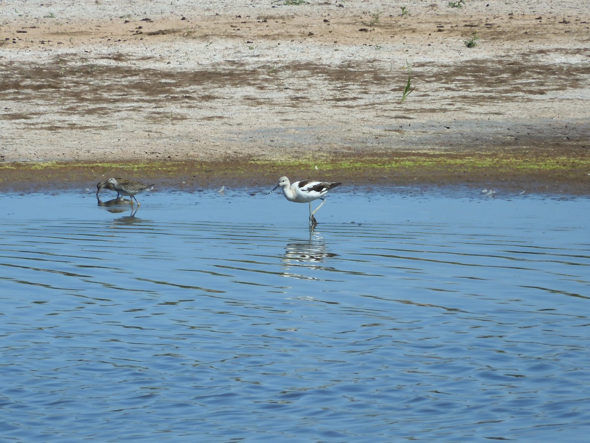 American Avocet - ML641216739