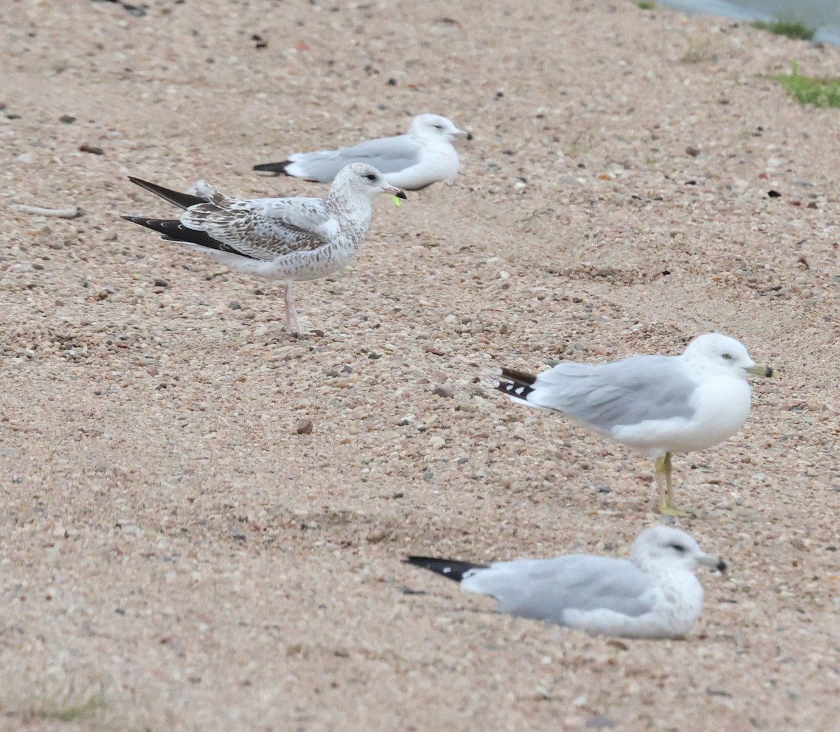 Ring-billed Gull - ML641216740