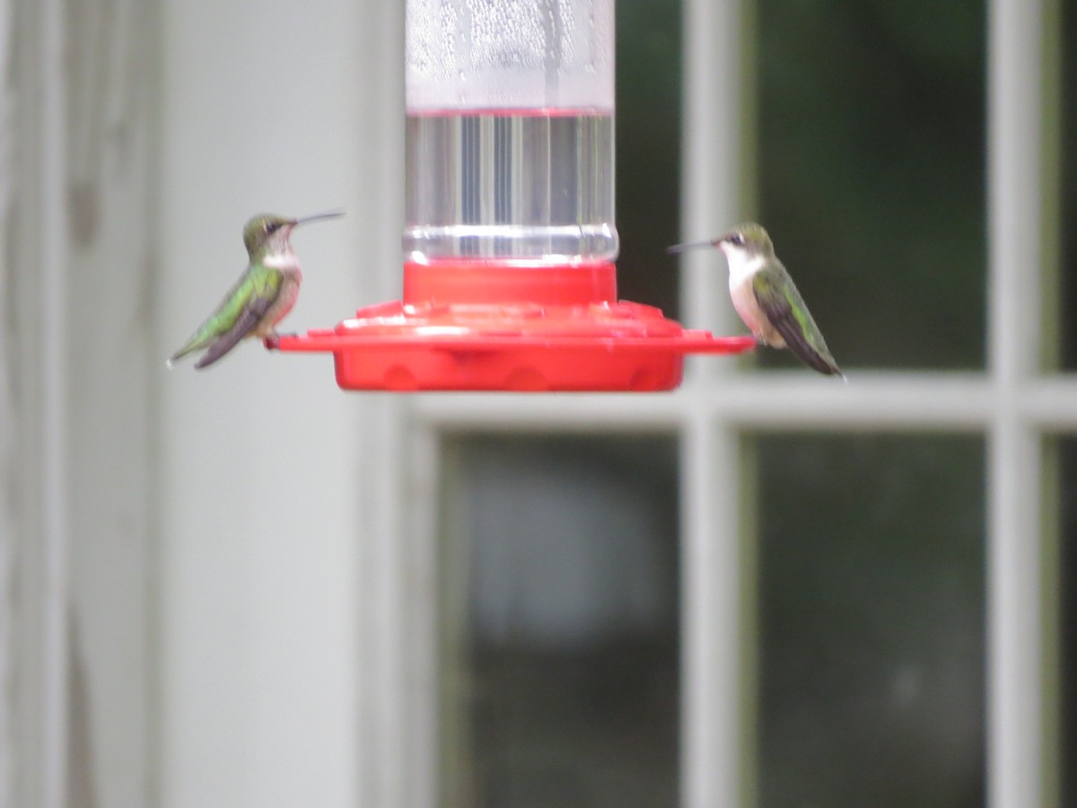 Ruby-throated Hummingbird - ML641216741