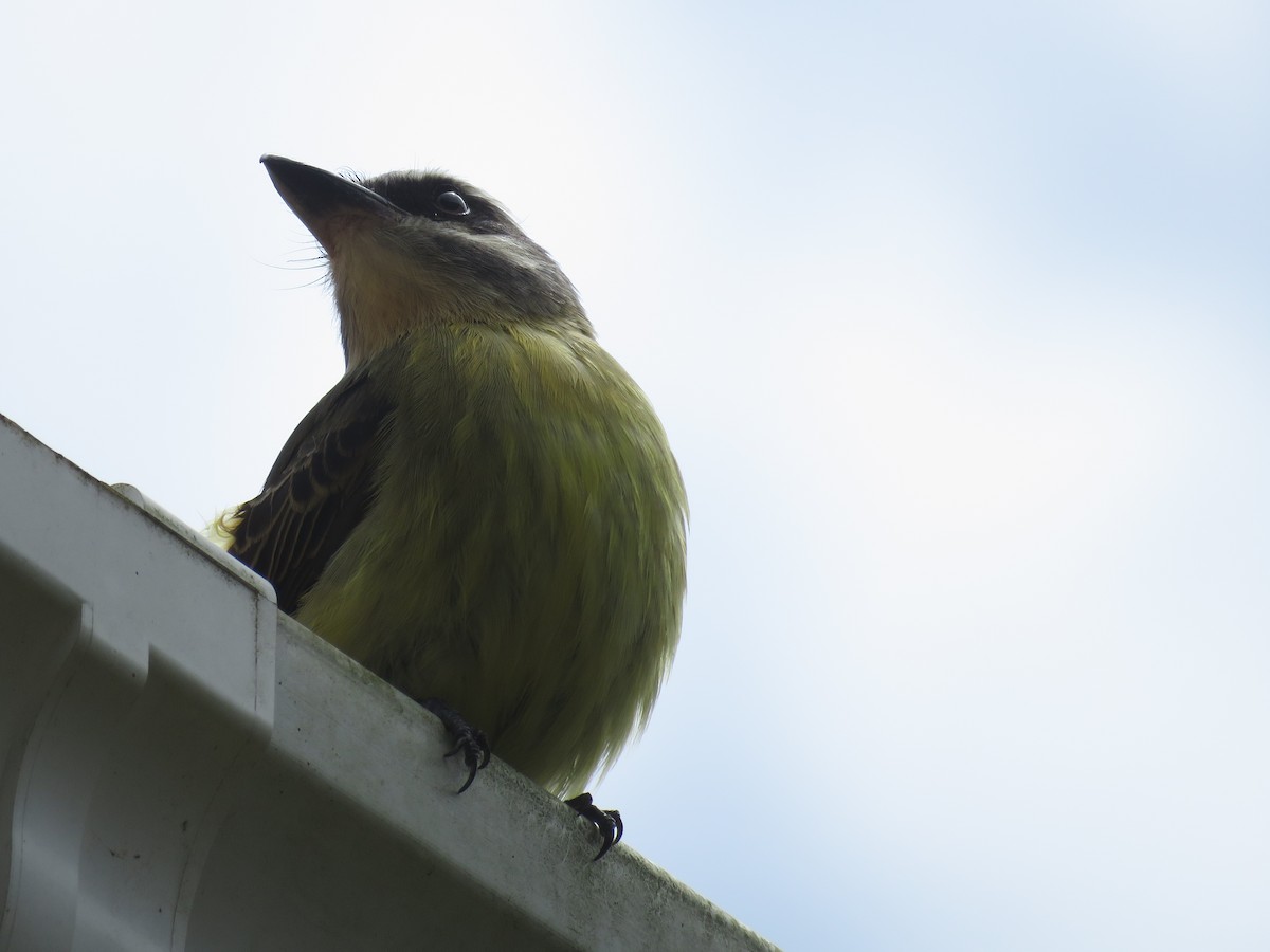 Golden-bellied Flycatcher - ML641216743