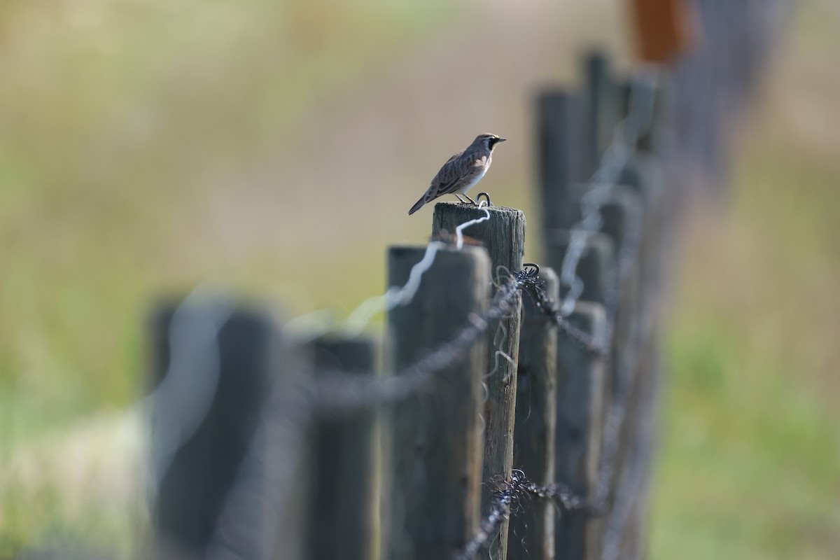Horned Lark - ML641216745
