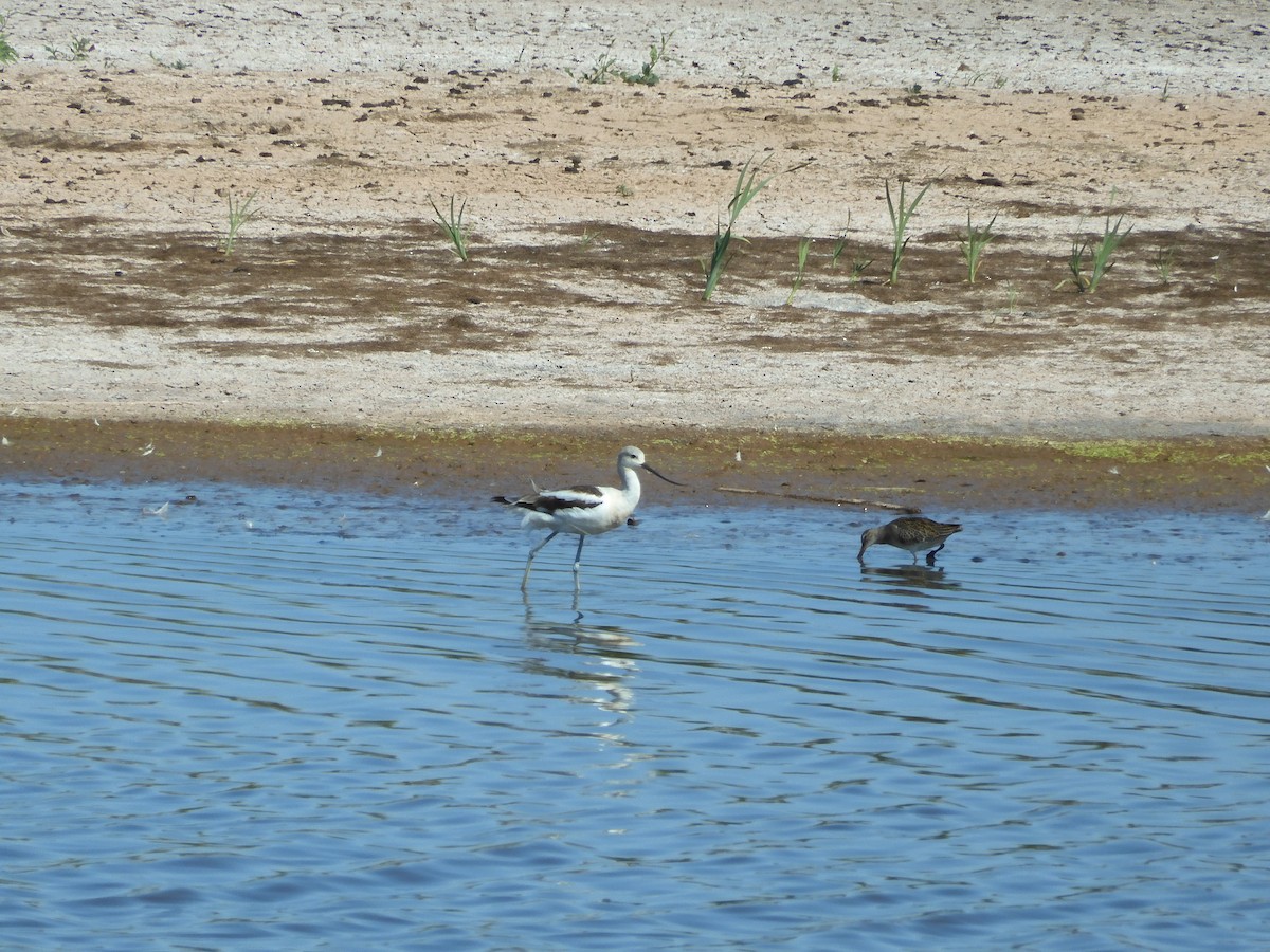 American Avocet - ML641216746