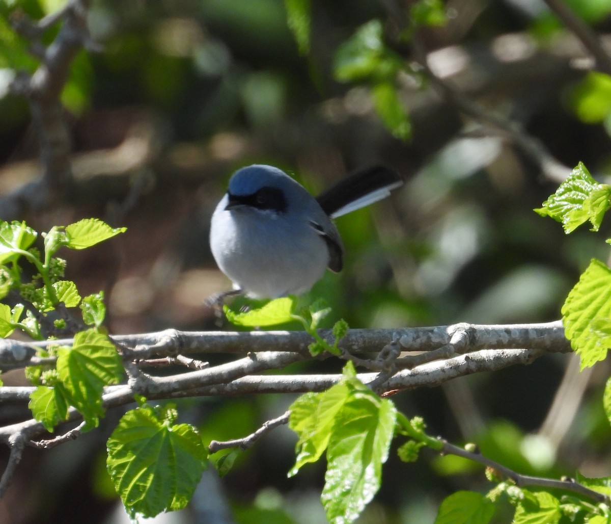 Masked Gnatcatcher - ML641216747