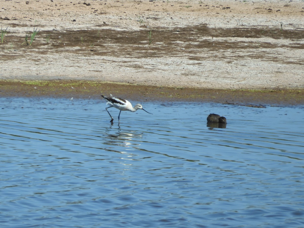 American Avocet - ML641216750