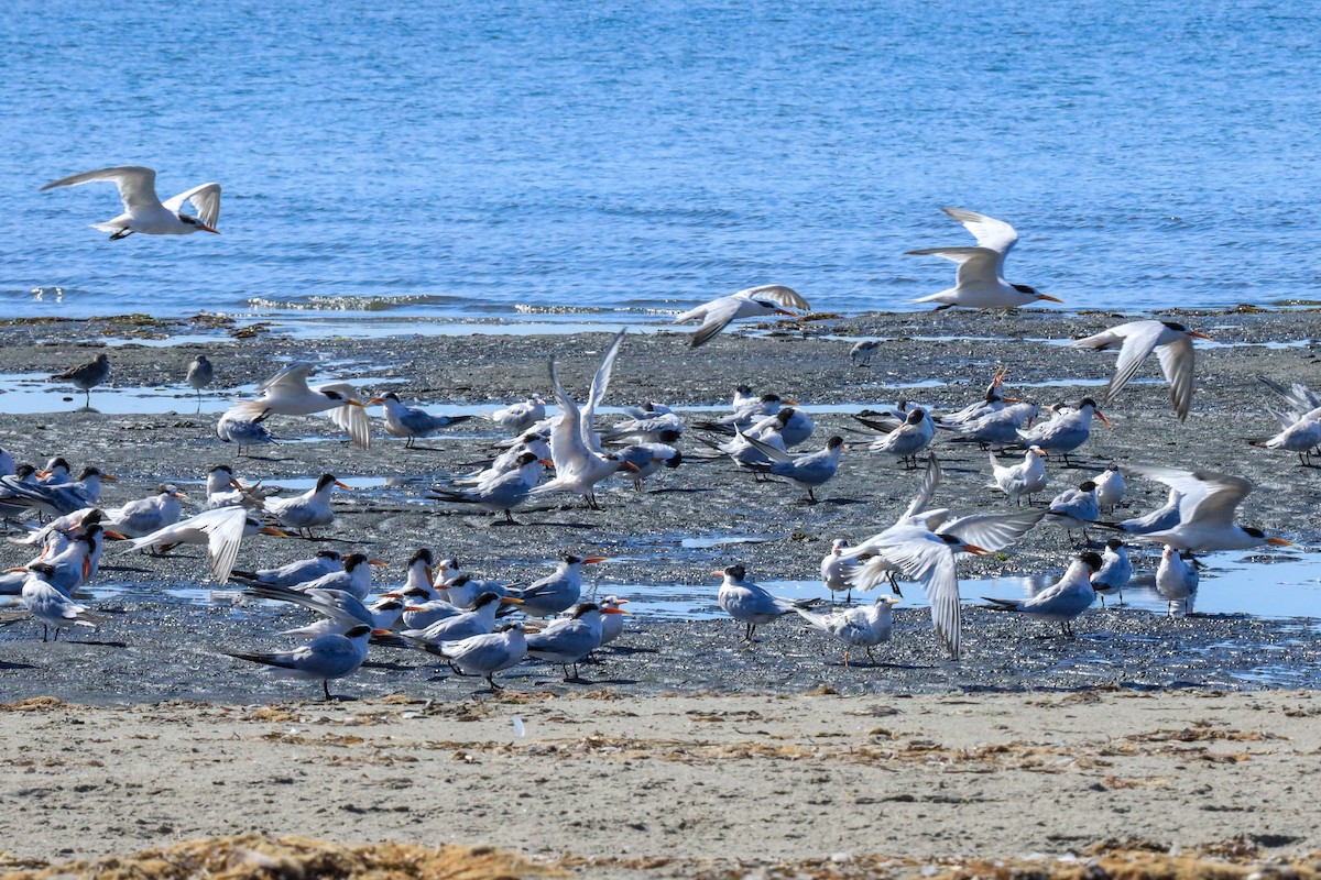 Elegant Tern - ML641216752