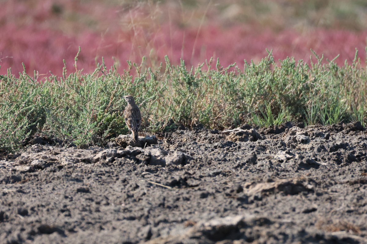 Horned Lark - ML641216755