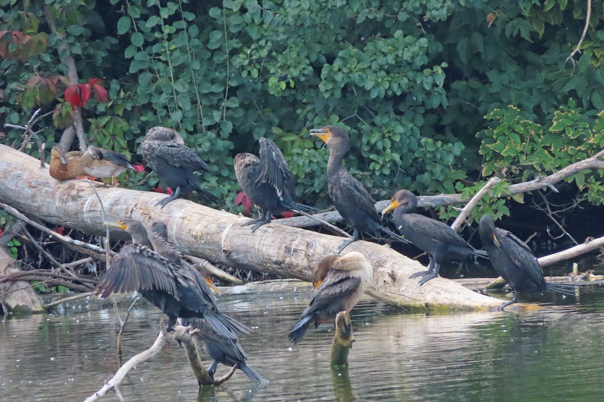 Double-crested Cormorant - ML641216756