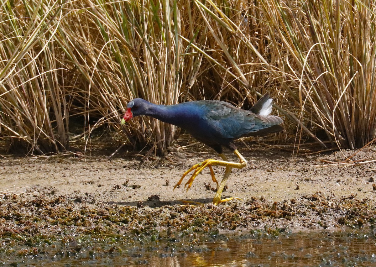 Purple Gallinule - ML641216757
