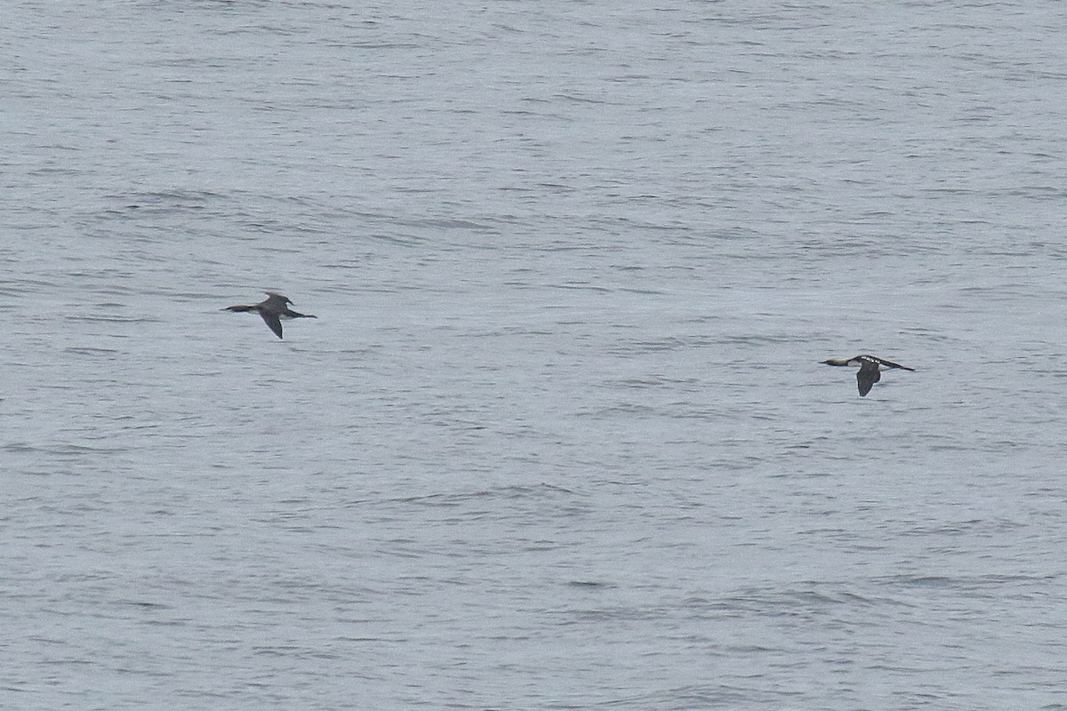 Pacific Loon - ML641216758
