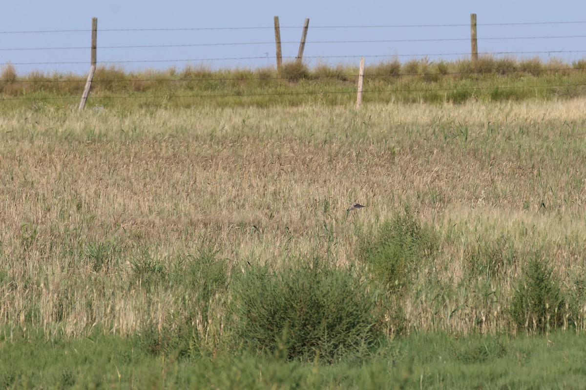 Horned Lark - ML641216759