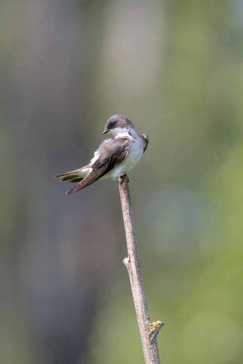 Tree Swallow - ML641216760
