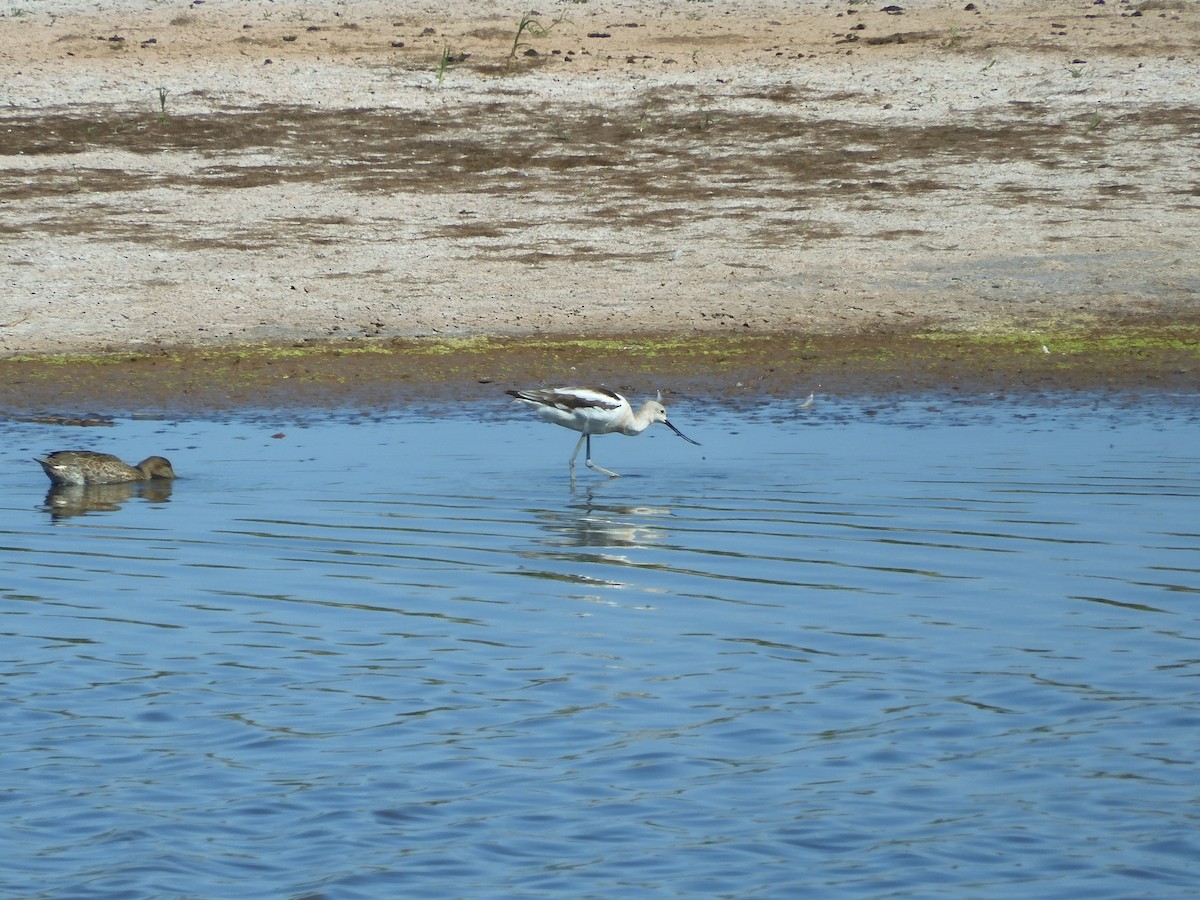 American Avocet - ML641216772