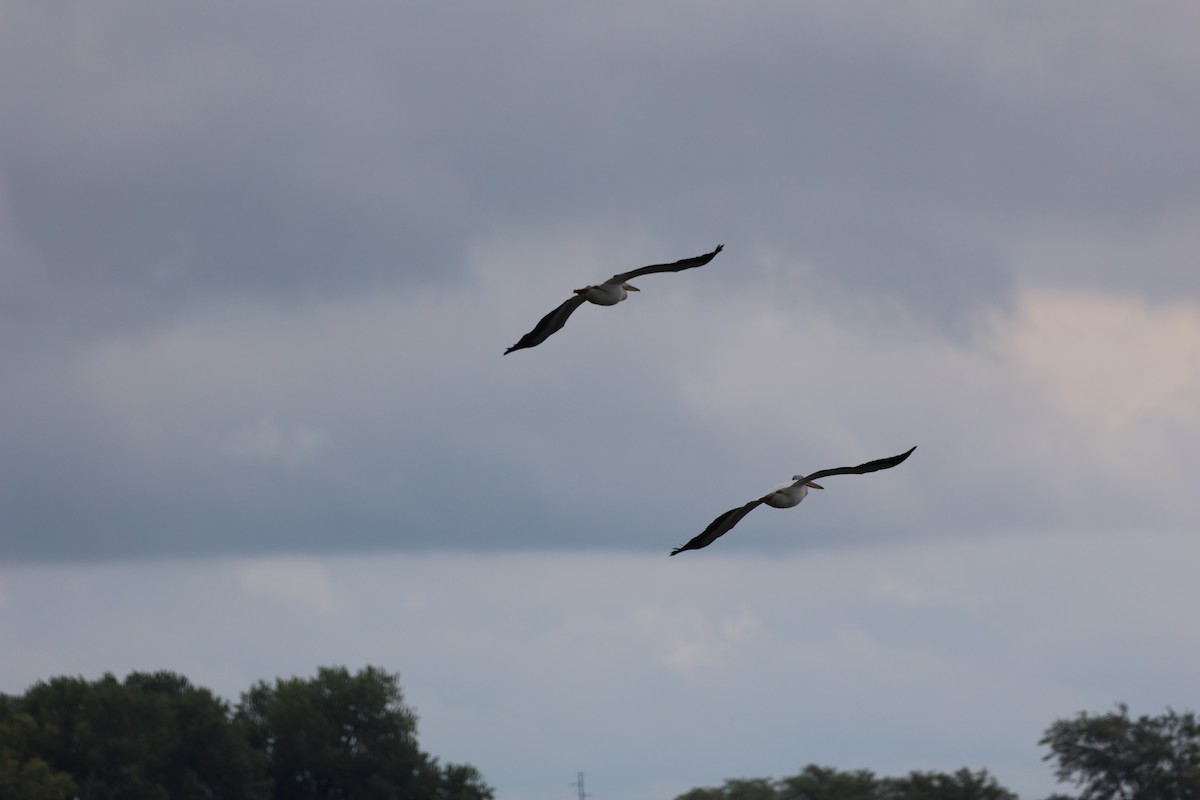 American White Pelican - ML641216773