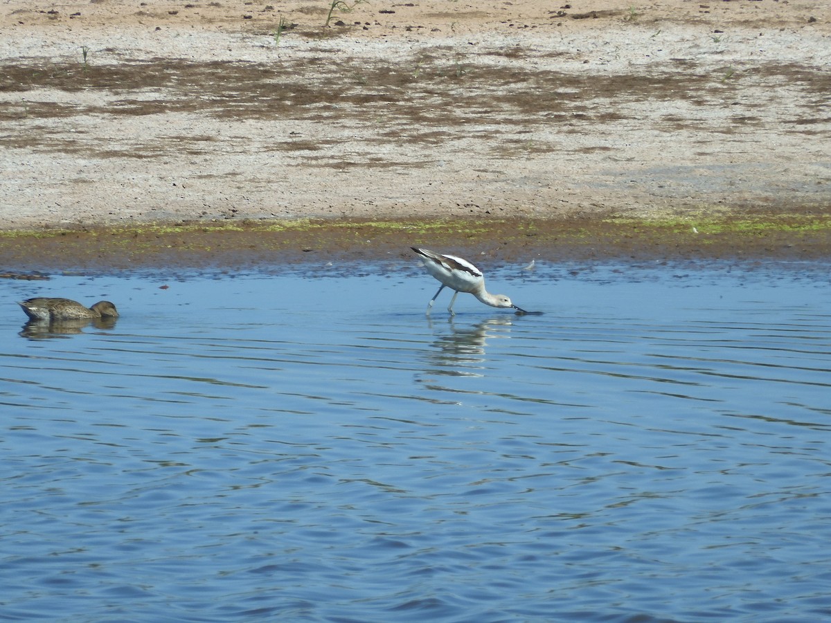 American Avocet - ML641216775