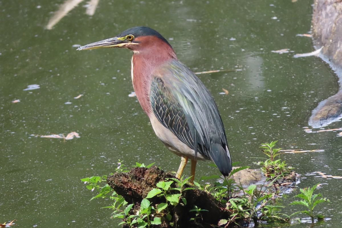 Green Heron - ML641216777