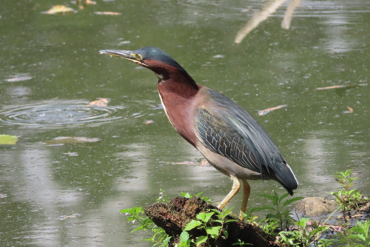 Green Heron - ML641216778