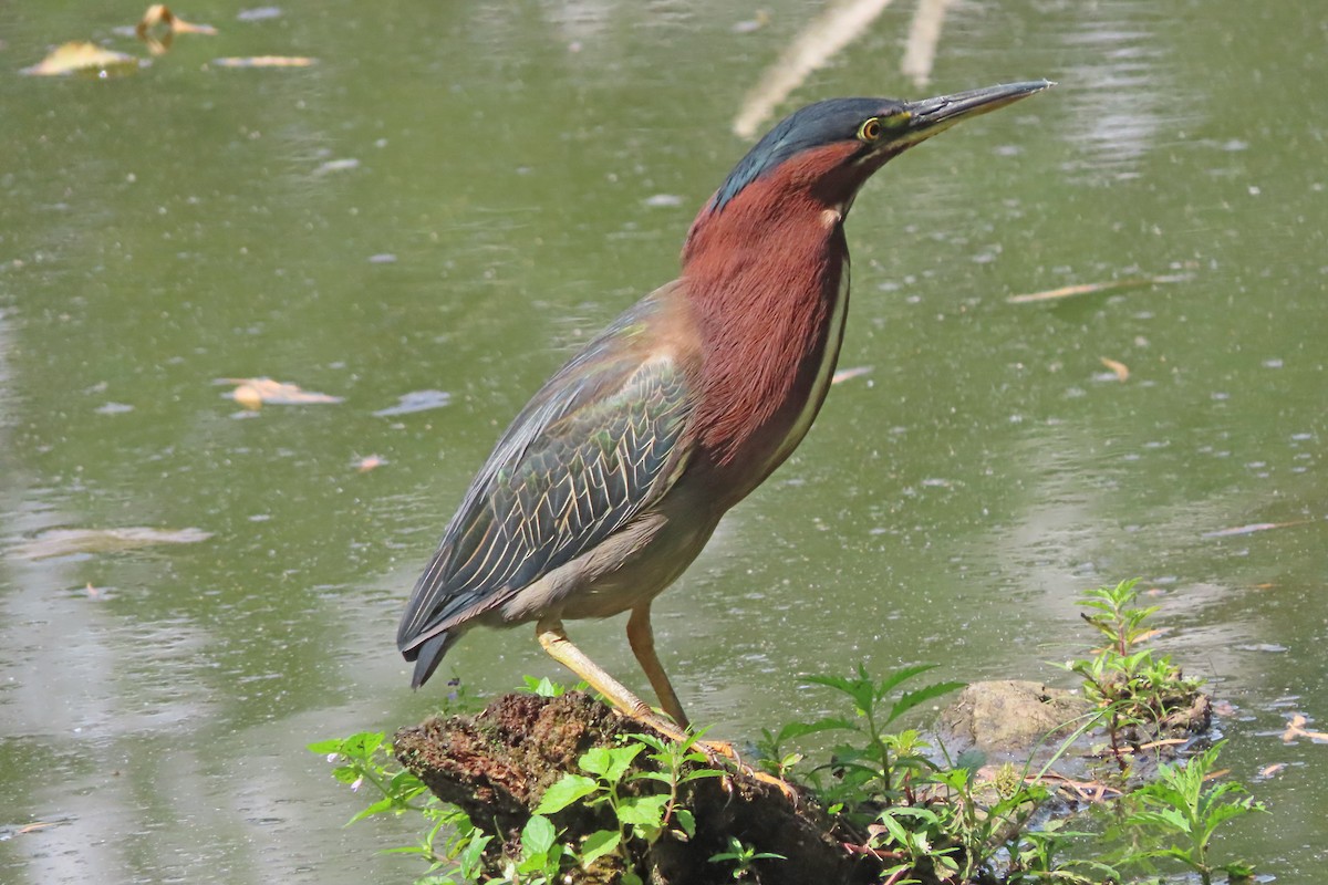 Green Heron - ML641216779