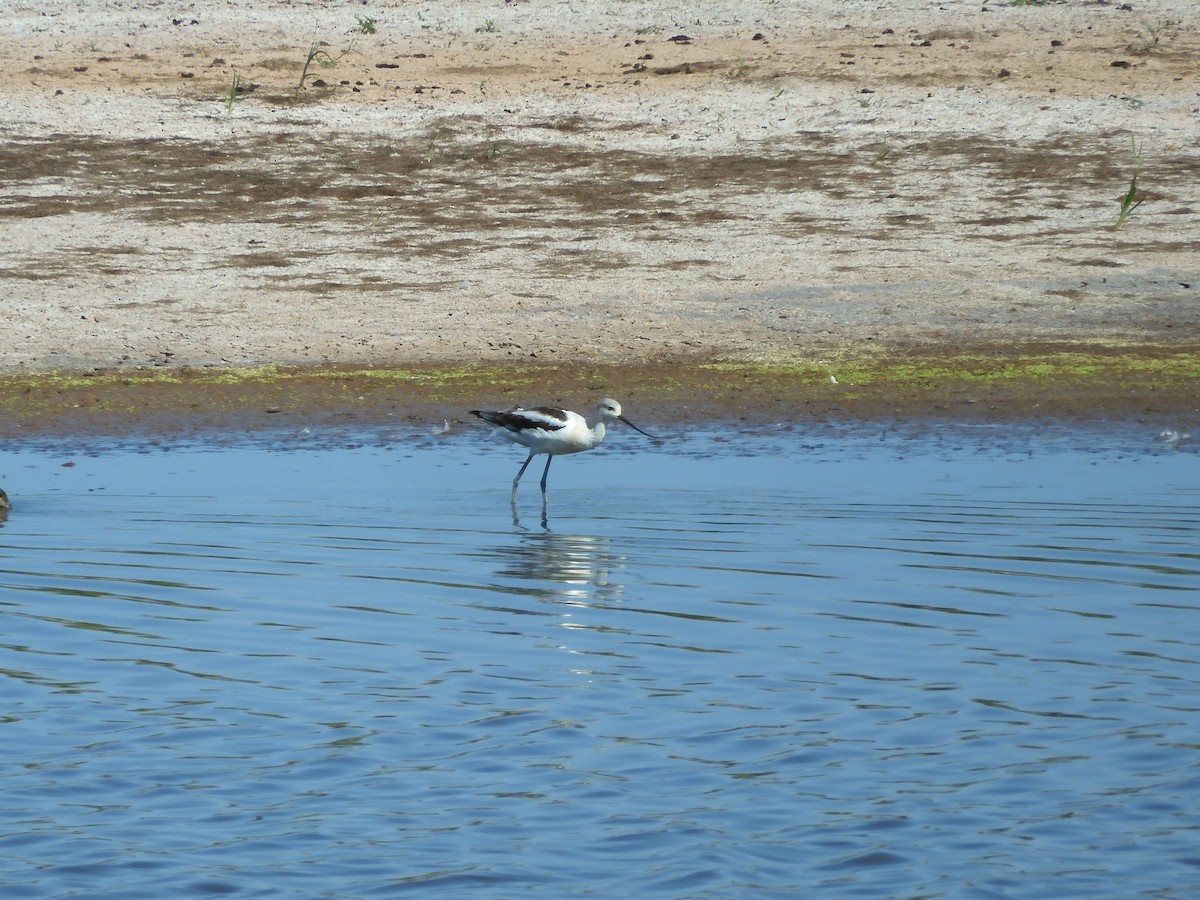 American Avocet - ML641216784