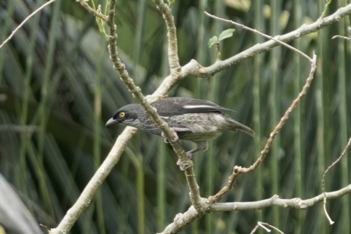 Polynesian Starling - ML641216787