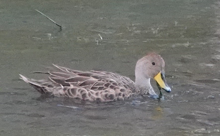 Yellow-billed Pintail - ML641216815
