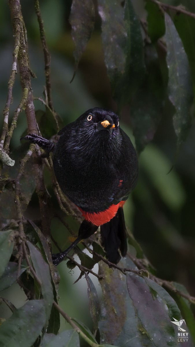 Red-bellied Grackle - ML641216842