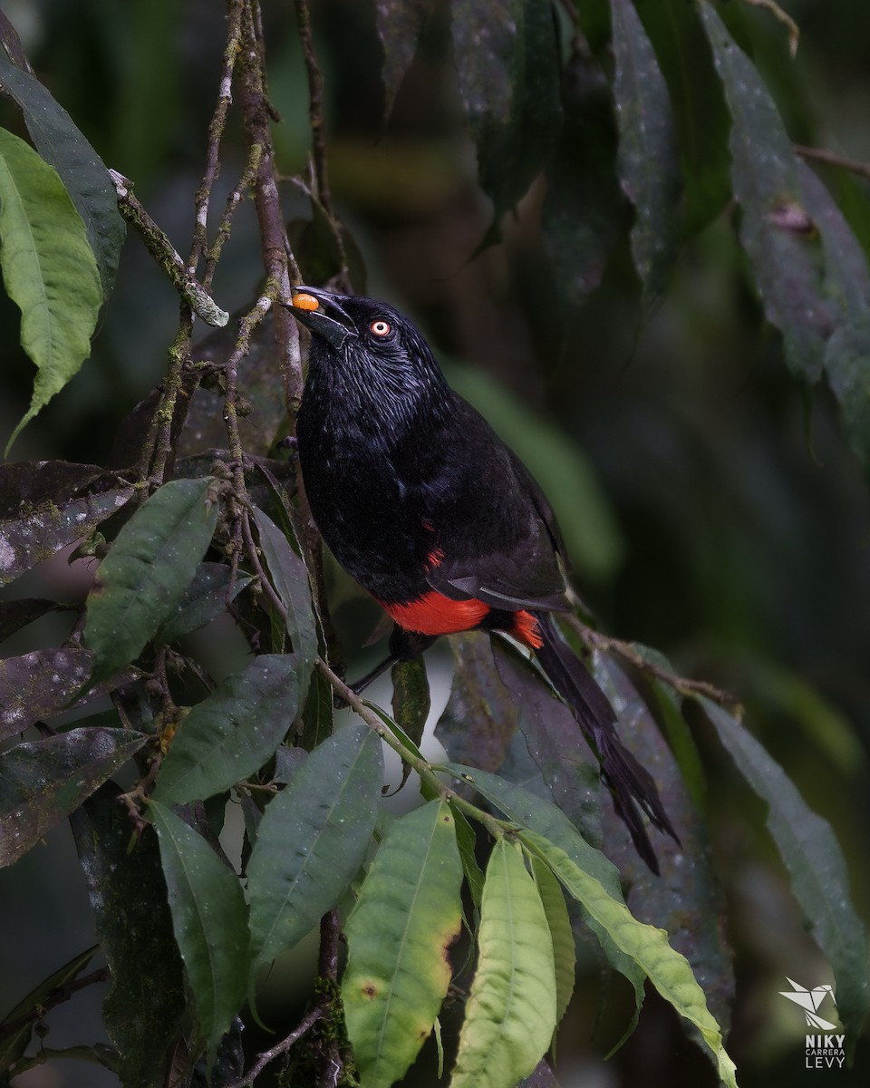 Red-bellied Grackle - ML641216843