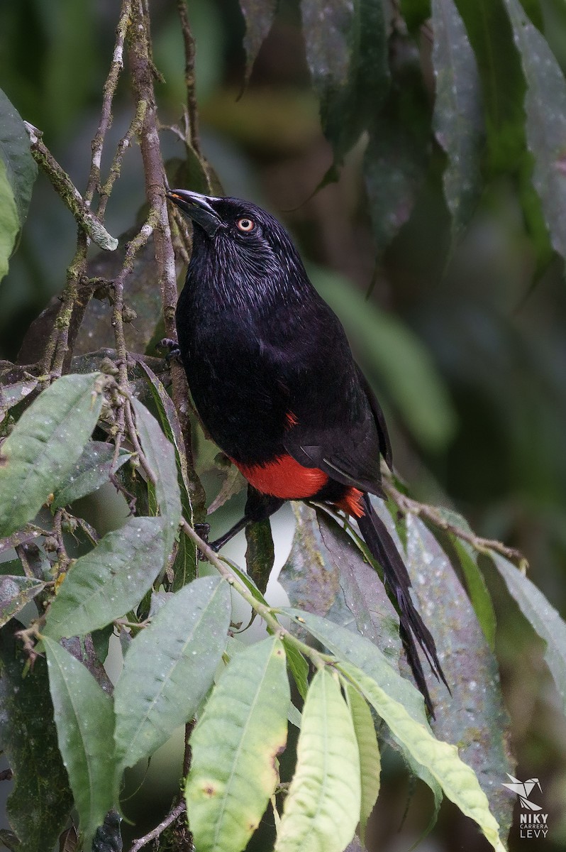 Red-bellied Grackle - ML641216844
