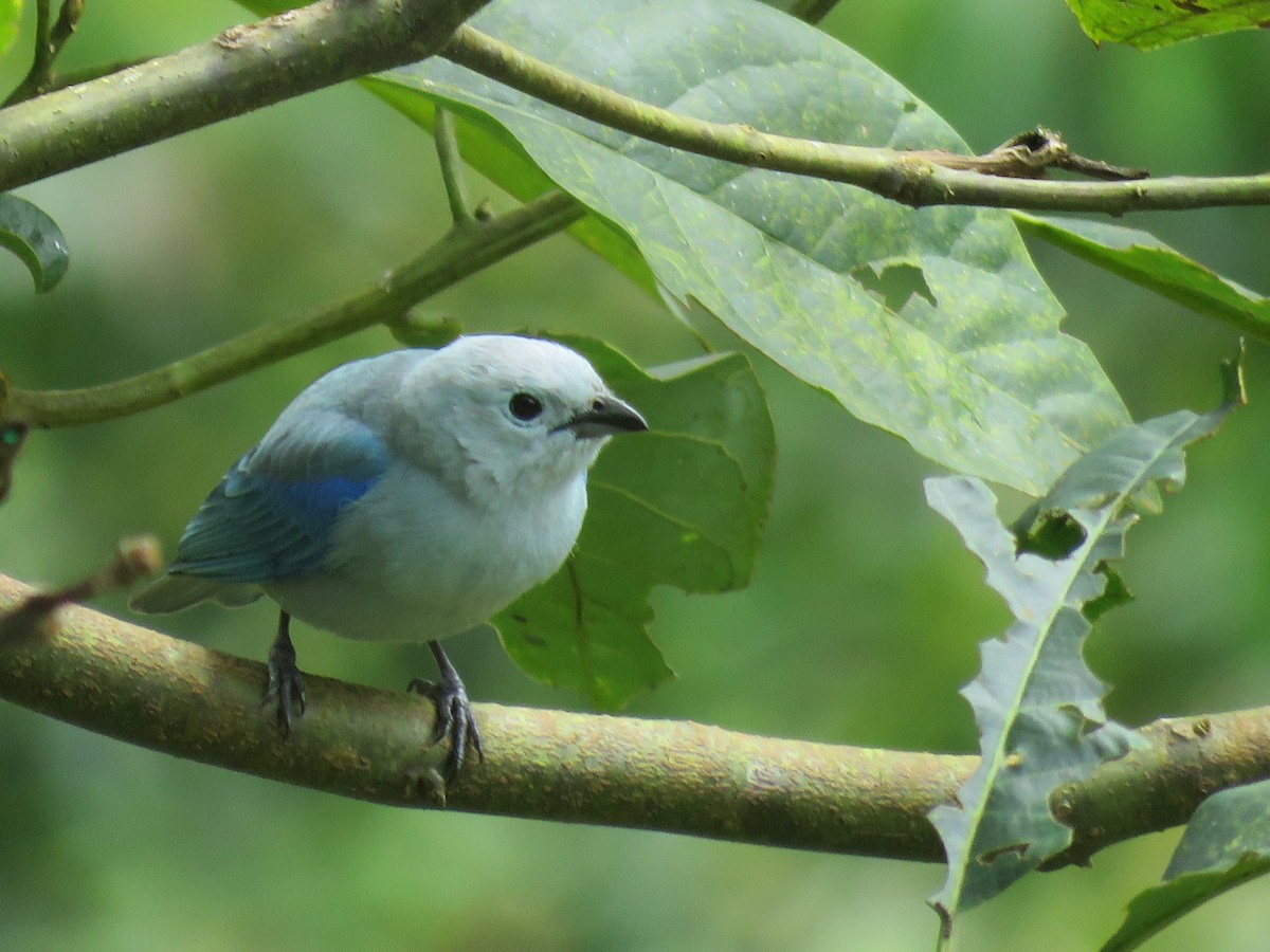 Blue-gray Tanager - ML641216849
