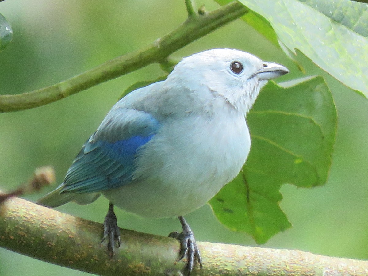 Blue-gray Tanager - ML641216850