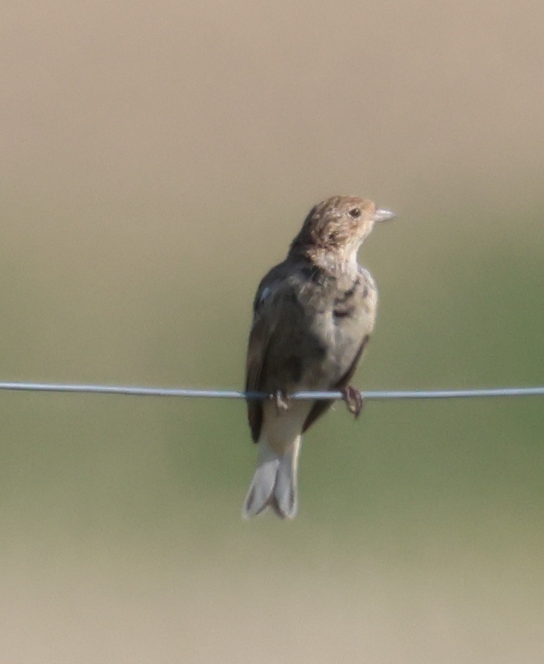Chestnut-collared Longspur - ML641216853