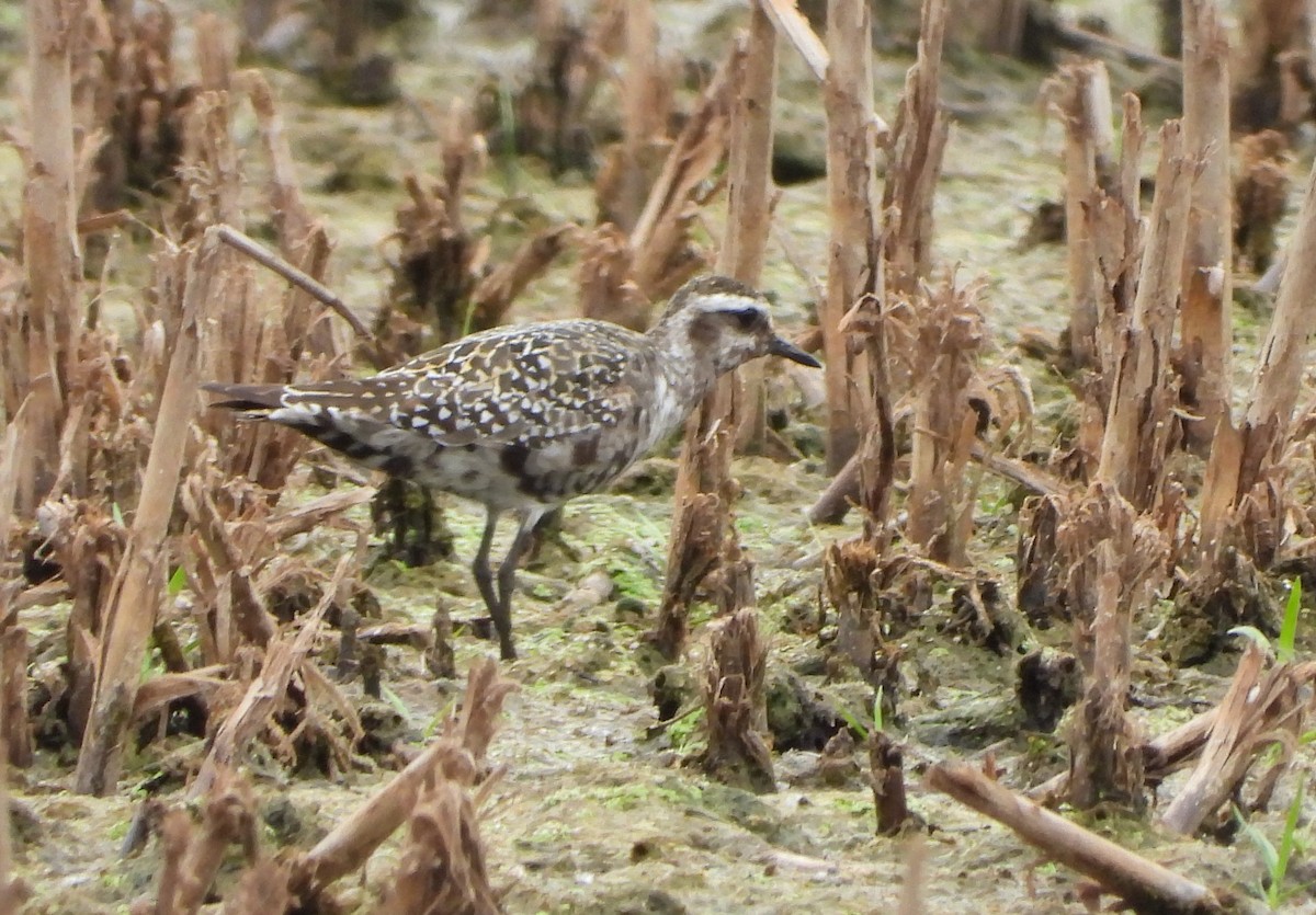 American Golden-Plover - ML641216855
