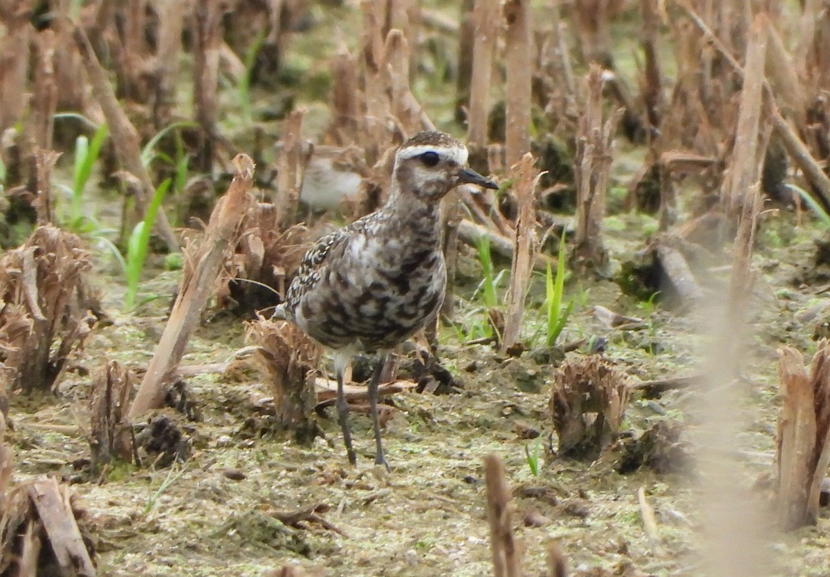 American Golden-Plover - ML641216856