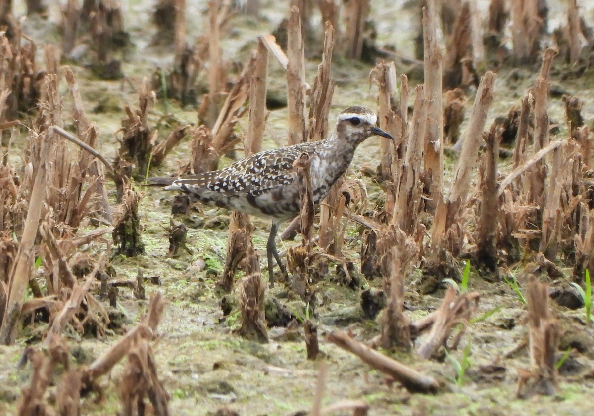 American Golden-Plover - ML641216858
