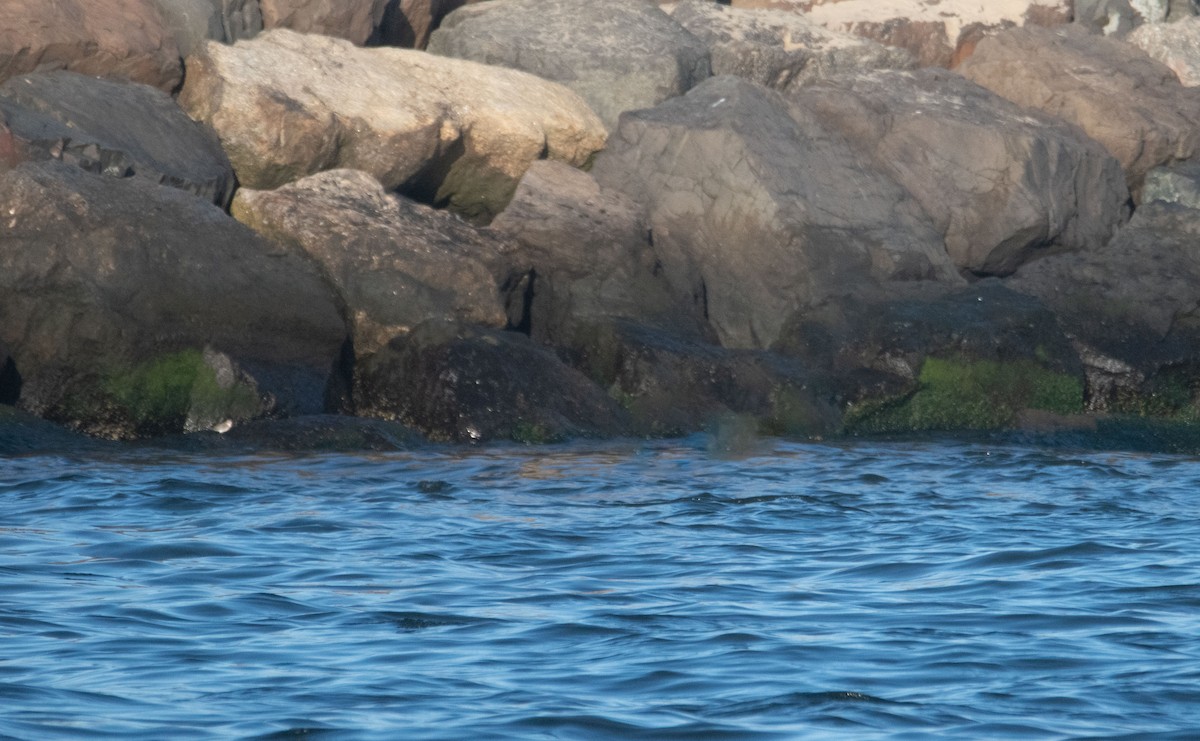 Semipalmated Plover - ML641216859