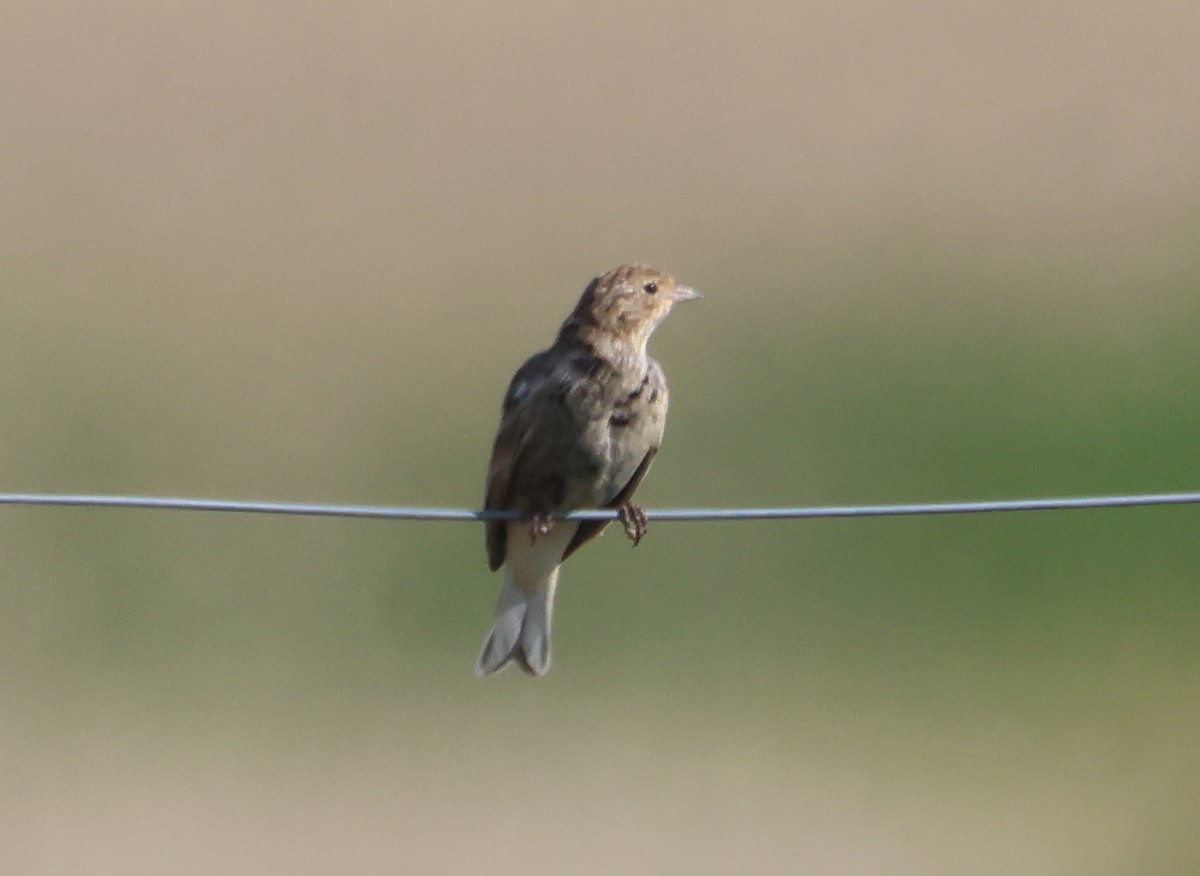 Chestnut-collared Longspur - ML641216860
