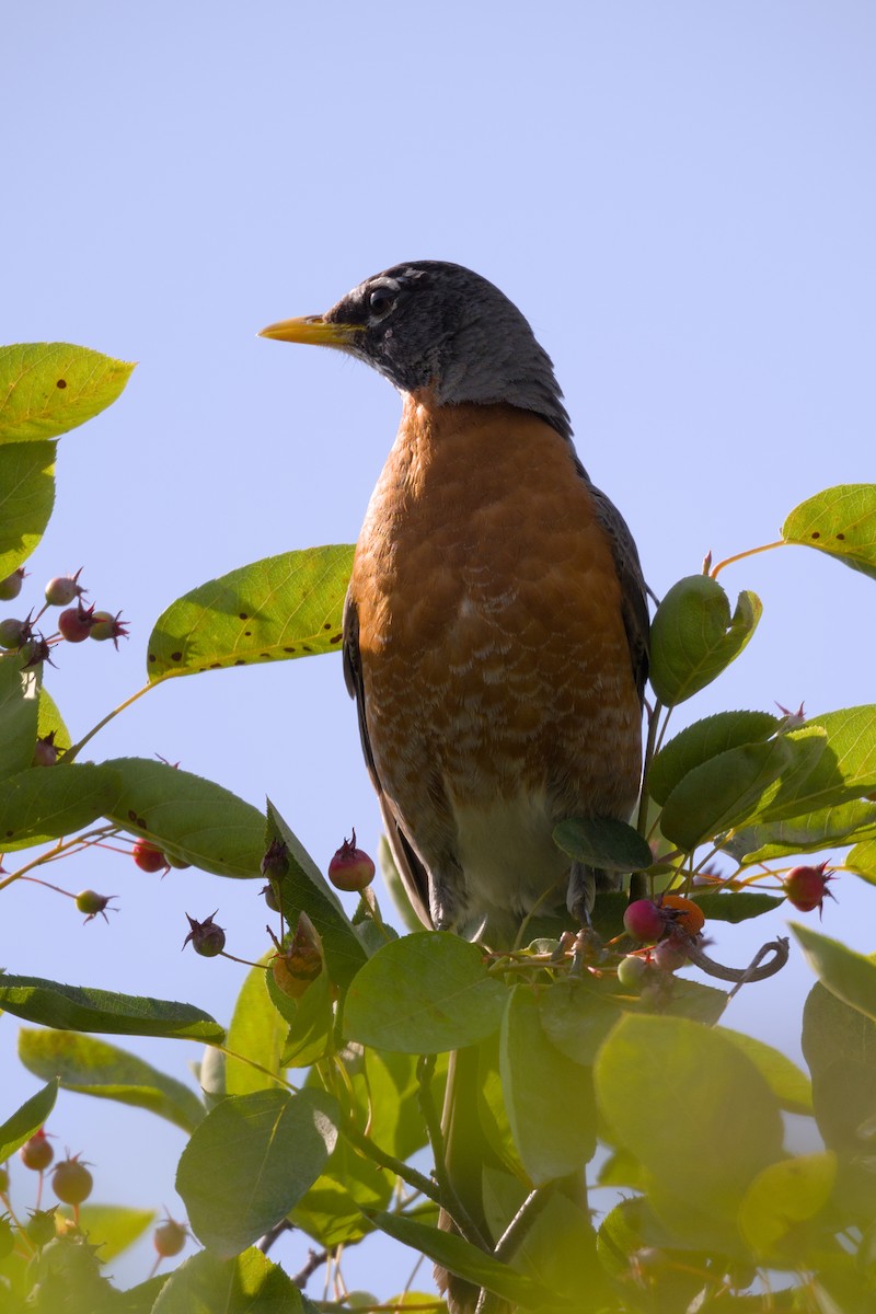 American Robin - ML641216861
