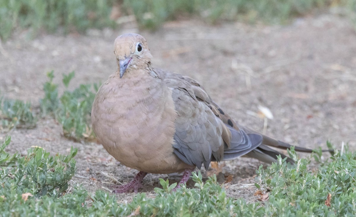 Mourning Dove - ML641216864