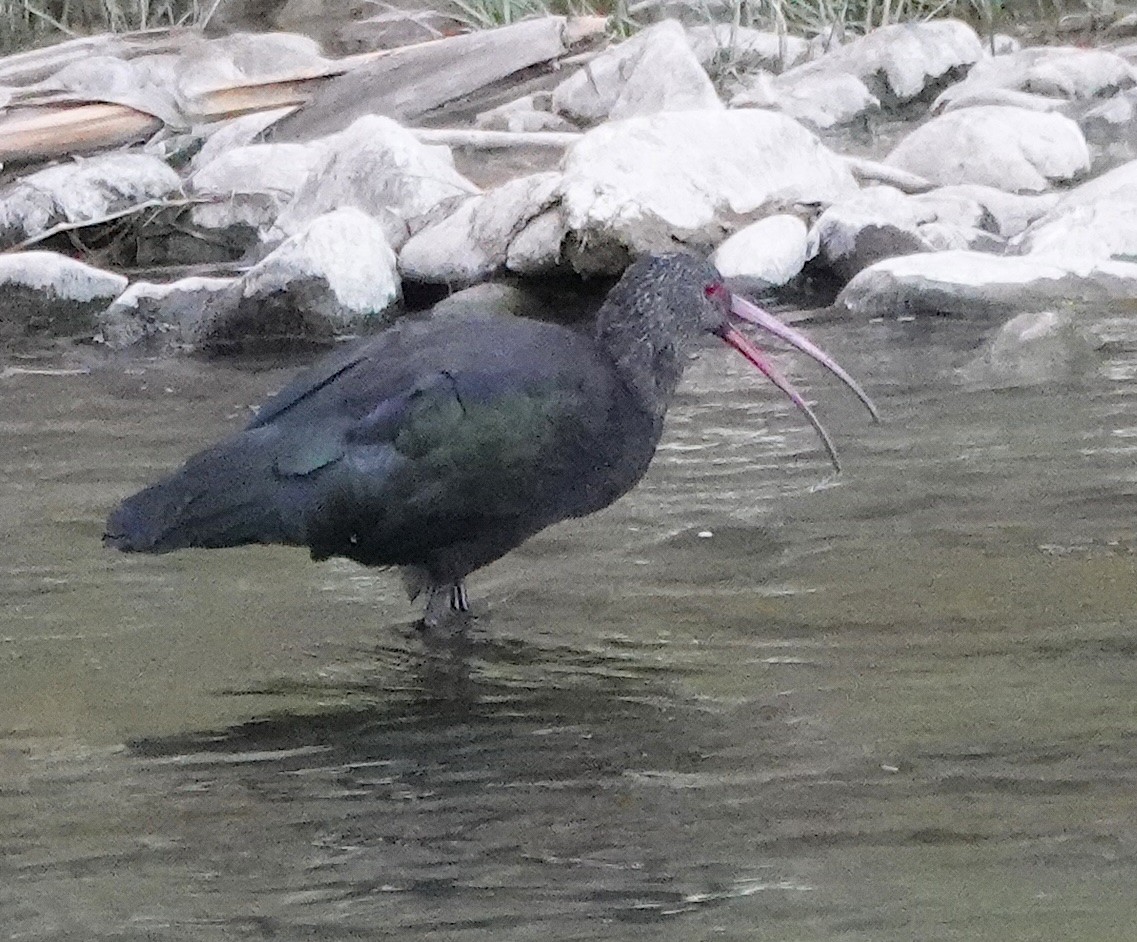 Puna Ibis - ML641216868