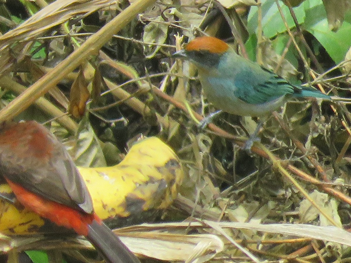 Scrub Tanager - ML641216869
