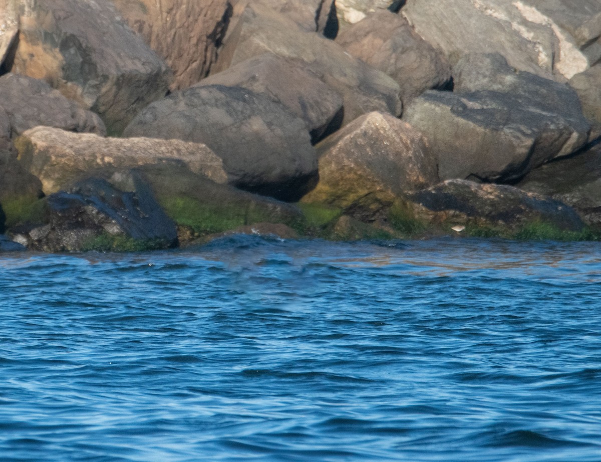 Semipalmated Plover - ML641216870