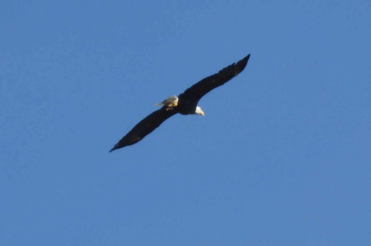Bald Eagle - ML641216871
