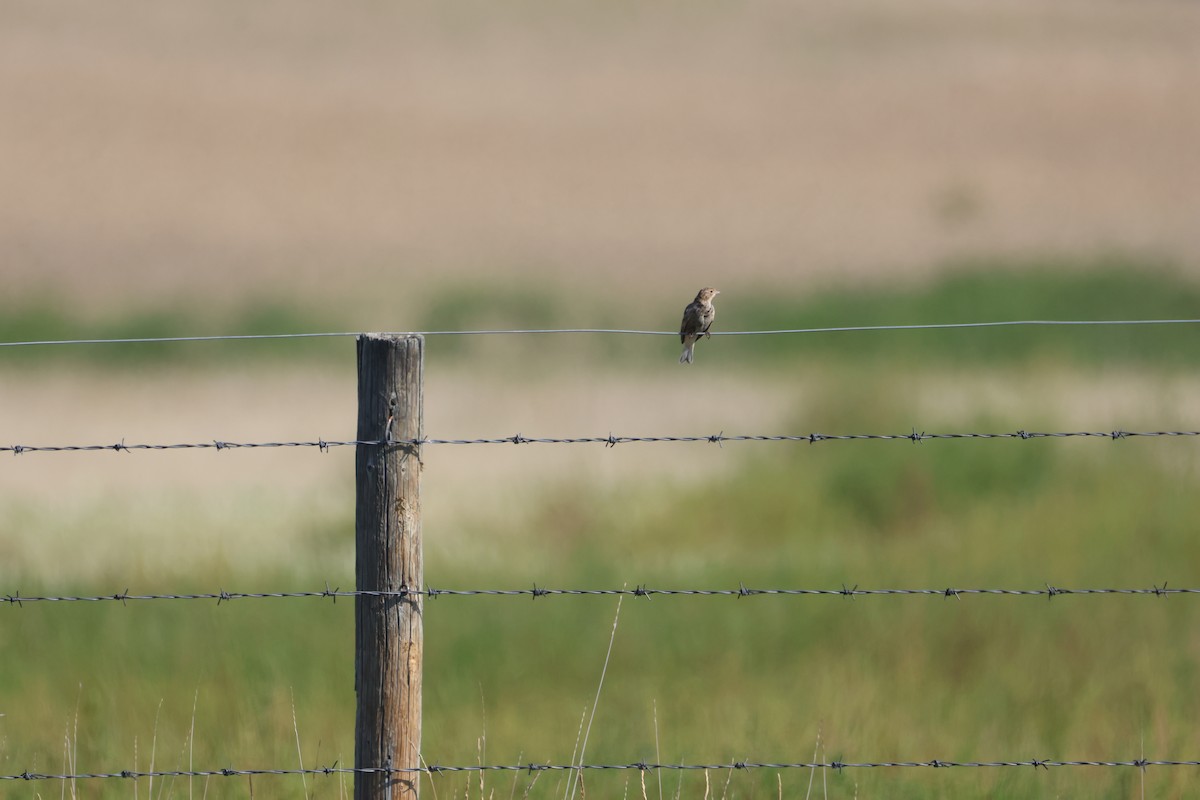 Chestnut-collared Longspur - ML641216872