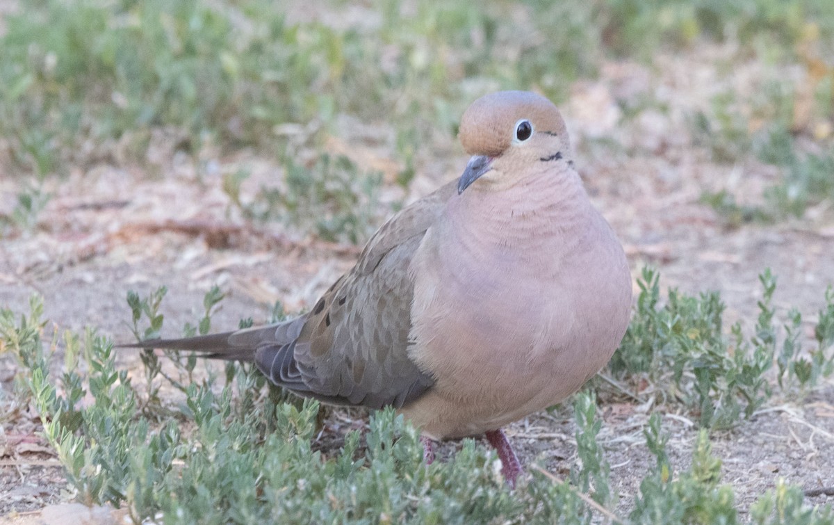 Mourning Dove - ML641216874