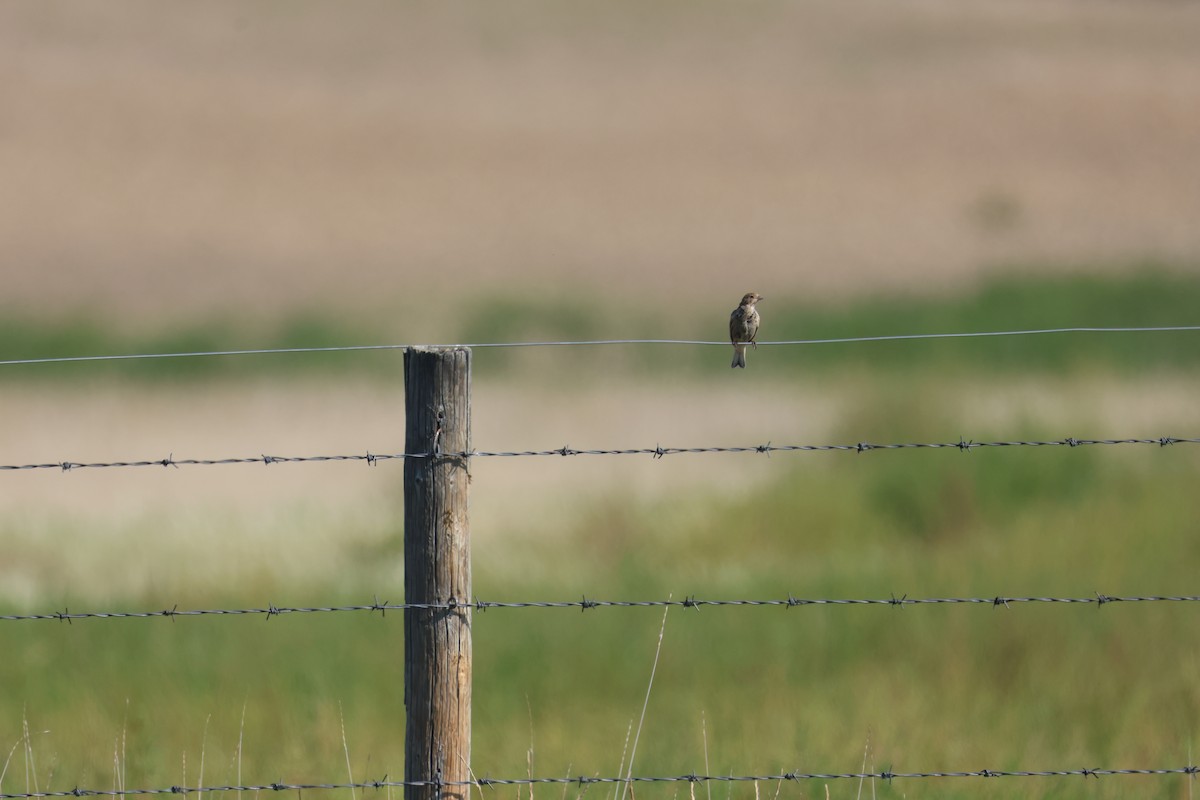Chestnut-collared Longspur - ML641216875