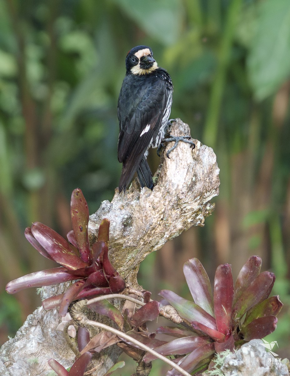 Acorn Woodpecker - ML641216878
