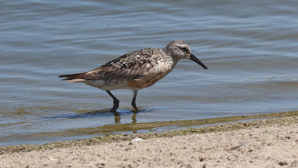 Red Knot - ML641216879