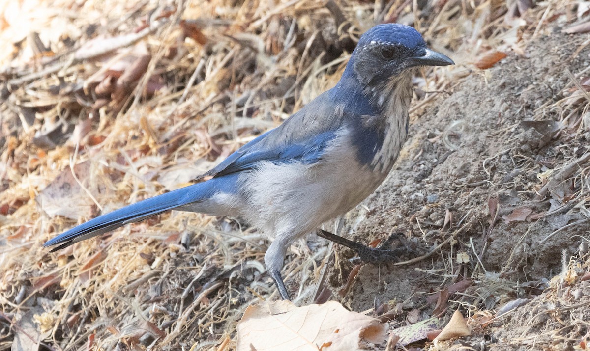 California Scrub-Jay - ML641216880