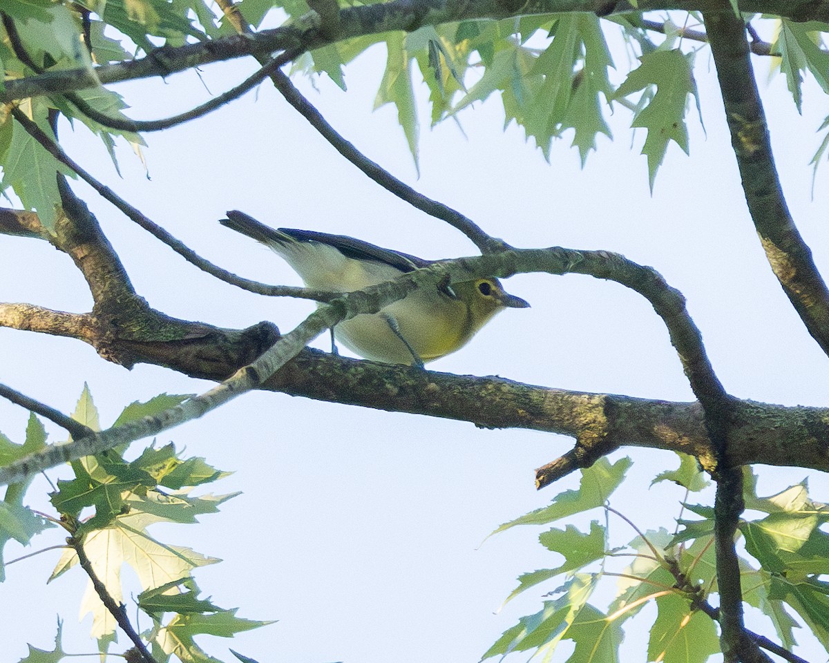 Yellow-throated Vireo - ML641216883