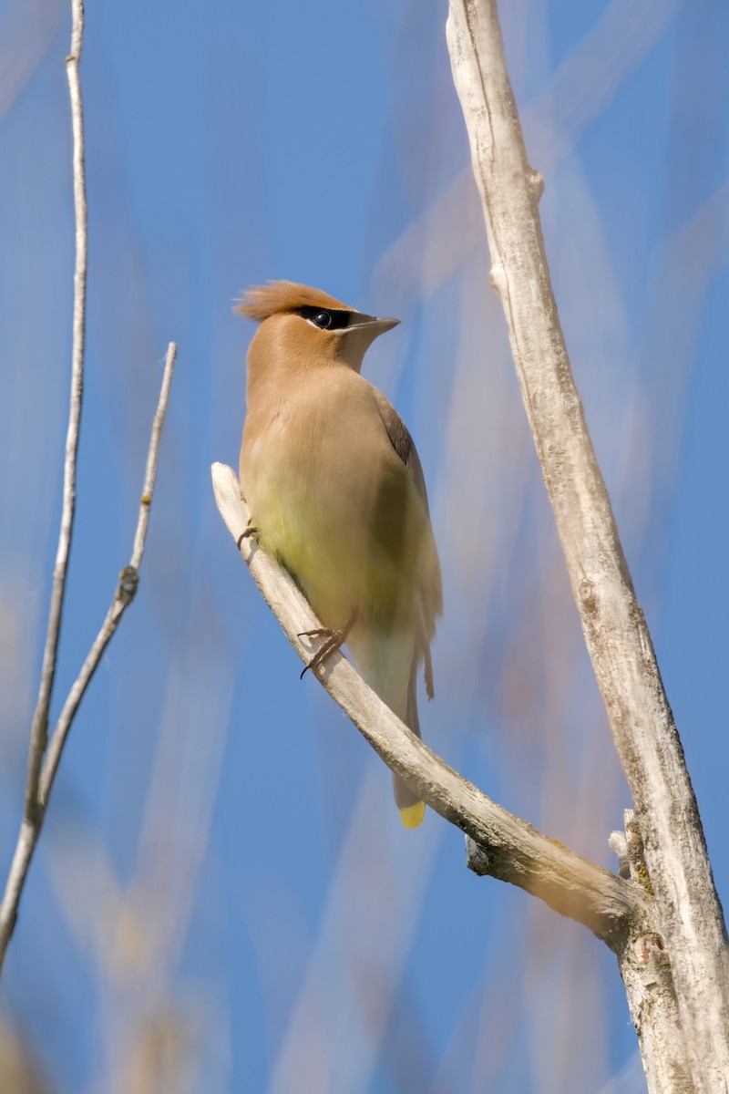 Cedar Waxwing - ML641216884